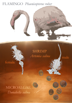 Flamingo, brine shrimp and microalgae of the Larnaca Salt Lake